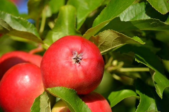 De mest lækre æblesorter, der sprænger af sødme og sprødhed